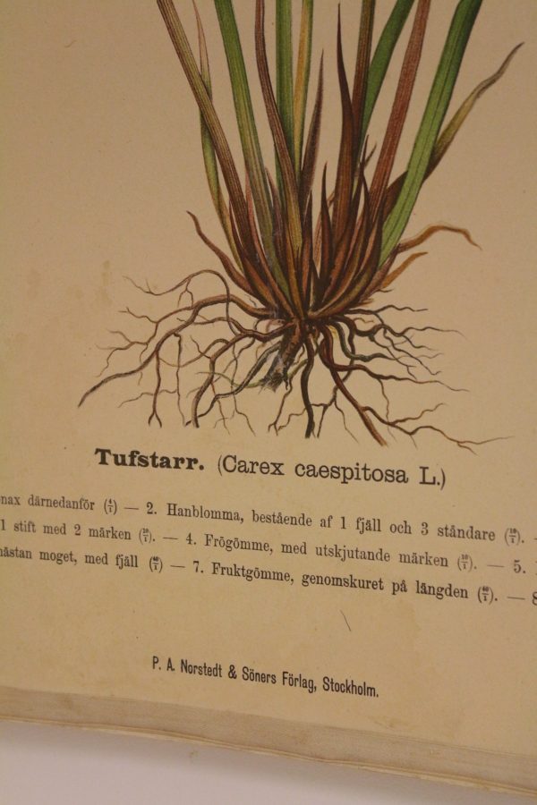 Koulujulisteen Tufstarr kasvin ruotsinkielinen infoteksti